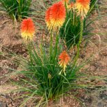 Kniphofia POCO™ ‘Daybreak’