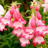 Penstemon 'Flock of Flamingos'