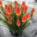 Kniphofia 'Rocket Jr.'