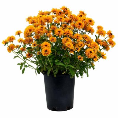 Rudbeckia 'Lion Cub'