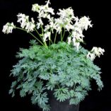 Dicentra 'Amore Titanium'