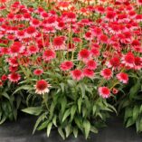 Echinacea CARA MIA™ 'Carmine'