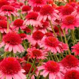 Echinacea CARA MIA™ 'Carmine'