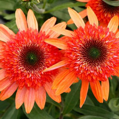 Echinacea CARA MIA™ 'Coral'