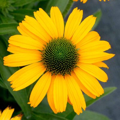 Echinacea PRIMA™ 'Amarillo'