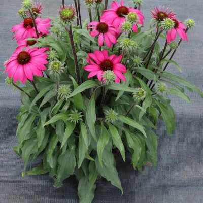 Echinacea PRIMA™ 'Berry'