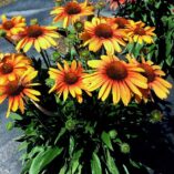 Echinacea PRIMA™ 'Tiger'