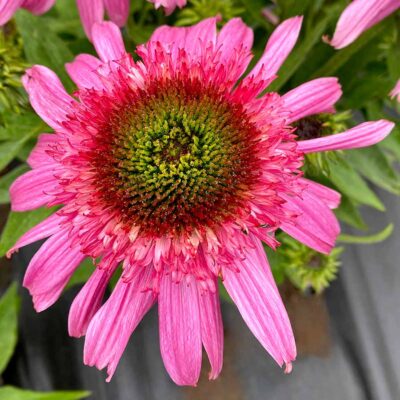 Echinacea SUNDIAL™ 'Pink'