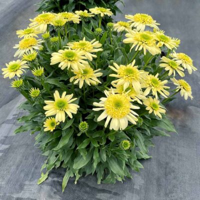 Echinacea SUN DIAL™ 'Zenith'