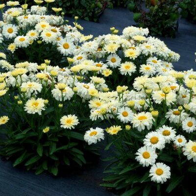 Leucanthemum Lemon™ Meringue