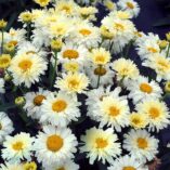 Leucanthemum 'Lemon Meringue'