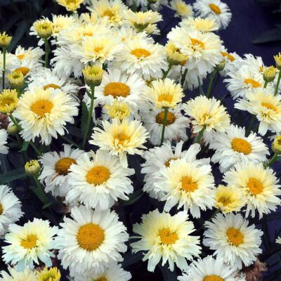 Leucanthemum Lemon™ Meringue