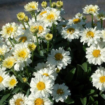 Leucanthemum Sugar™ Bowl