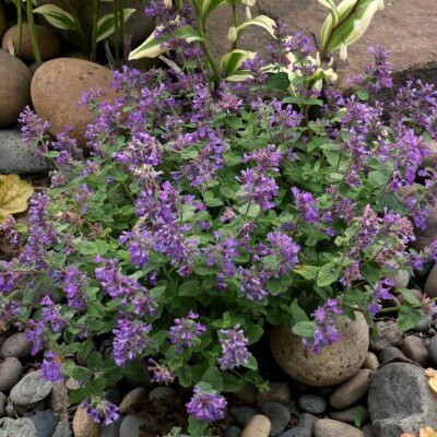 Nepeta NOVA® 'Blue'