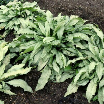 Pulmonaria 'Silver Scimitar'