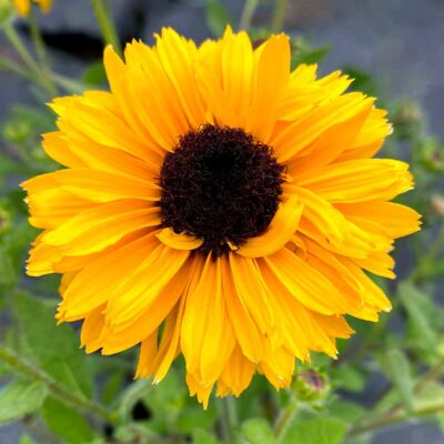 Rudbeckia Sunstream