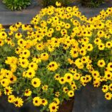 Rudbeckia 'Sunstream'