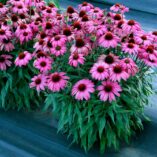 Echinacea PRIMA™ 'Berry'