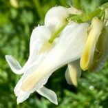 Dicentra 'Amore Titanium'