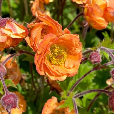 Geum TEMPO™ 'Orange'