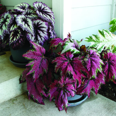 Begonia T REX® 'Dancing Peacock'