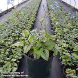 Brunnera 'Alexander's Great'