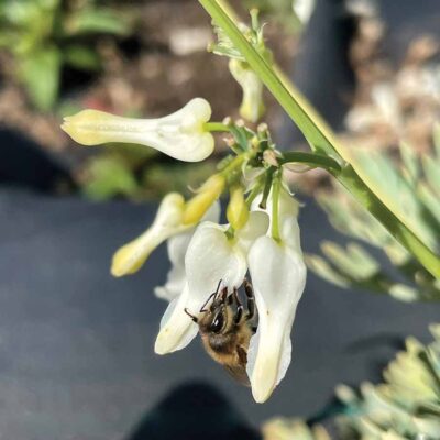 Dicentra 'Amore Titanium'