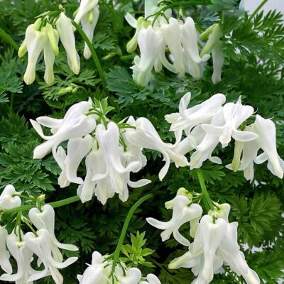 Dicentra 'Amore Titanium'