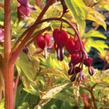 Dicentra 'Ruby Gold'