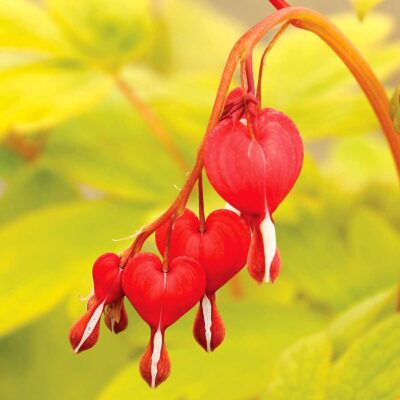 Dicentra 'Ruby Gold'