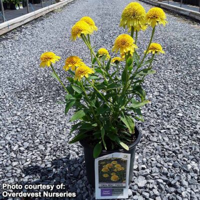 Echinacea CARA MIA™ 'Yellow'