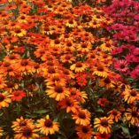 Echinacea KISMET™ Intense Orange