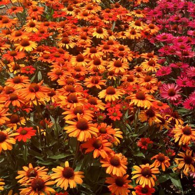 Echinacea KISMET® 'Intense Orange'