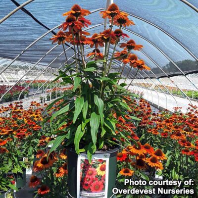 Echinacea KISMET® 'Intense Orange'