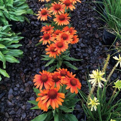 Echinacea PRIMA™ 'Tiger'