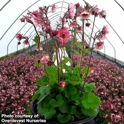 Geum TEMPO™ 'Rose'