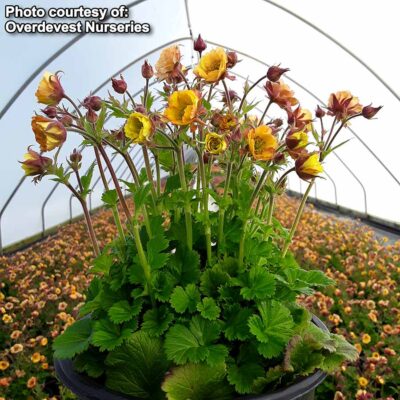 Geum TEMPO™ 'Yellow'