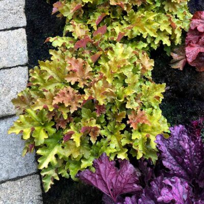 Heuchera 'Marmalade'