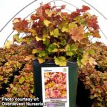 Heuchera 'Marmalade'