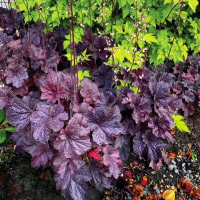 Heuchera NORTHERN EXPOSURE™ 'Black'