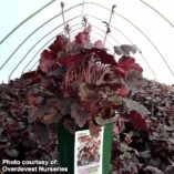 Heuchera NORTHERN EXPOSURE™ 'Black'