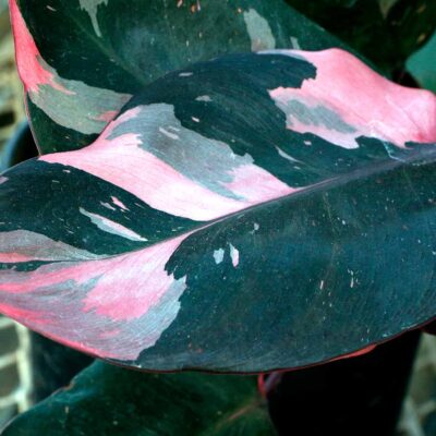 Philodendron 'Pink Princess'