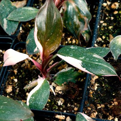 Philodendron 'Pink Princess'