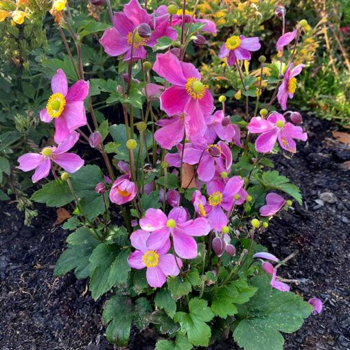 Anemone SATIN DOLL™ 'Rosé'