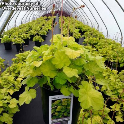 Heuchera NORTHERN EXPOSURE™ 'Lime'