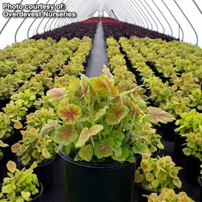 Heuchera NORTHERN EXPOSURE™ 'Sienna'