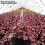 Heucherella 'Copper Cascade'