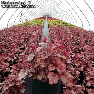 Heucherella 'Copper Cascade'