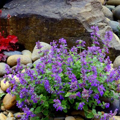 Nepeta NOVA® 'Blue'