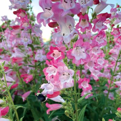 Penstemon 'Flock of Flamingos'